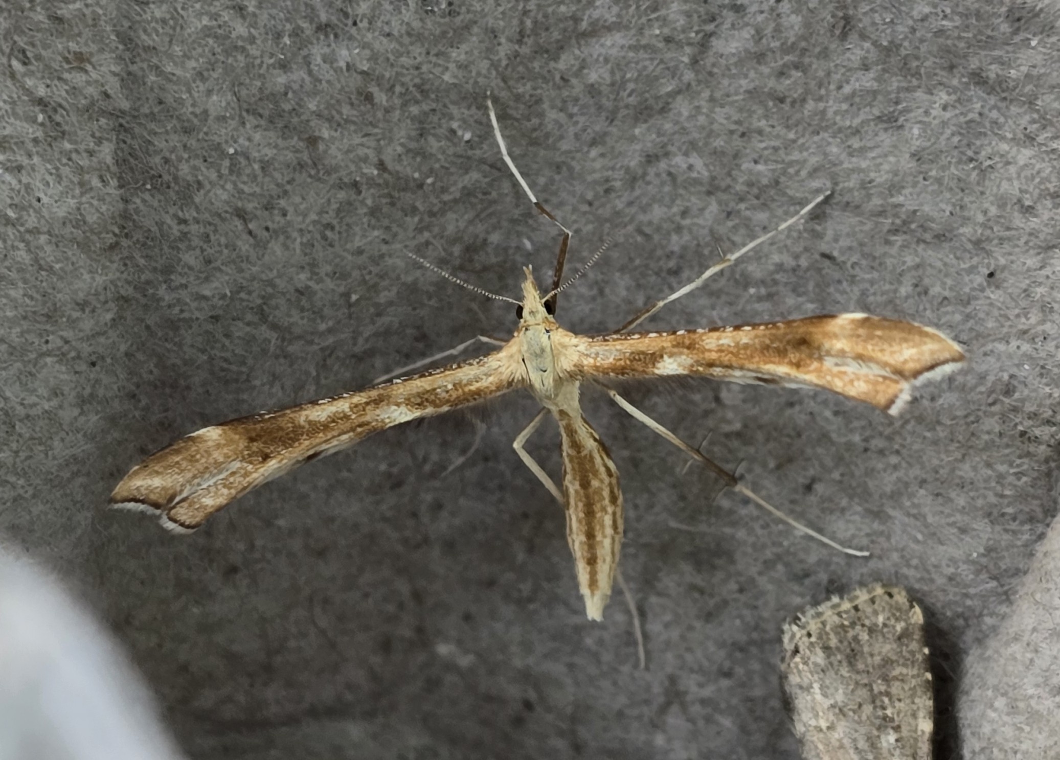Photo of Yarrow Plume (Gillmeria pallidactyla)